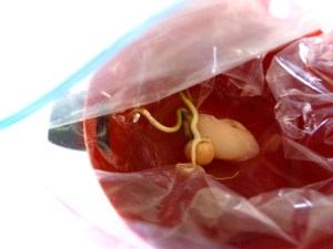 sprouts by Linda Shiue