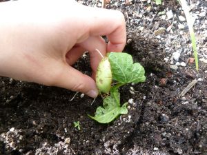 planting the beanstalk