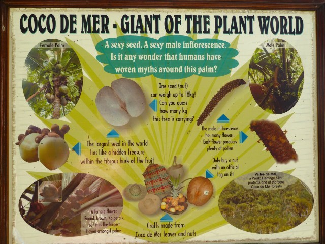 coco de mer lifecycle