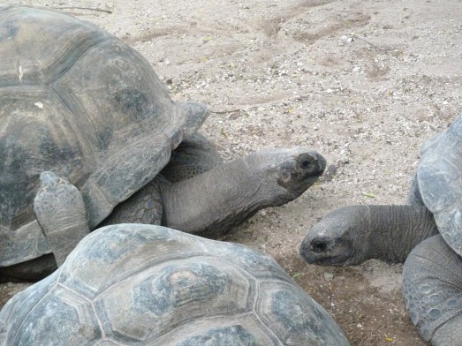 Seychelles tortoises