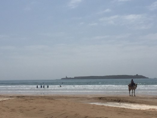 essaouira camel surf beach.jpg