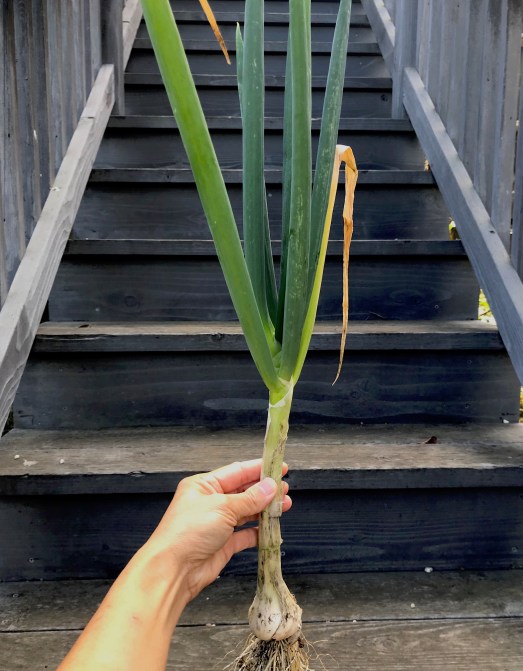 scallions 2019.jpg