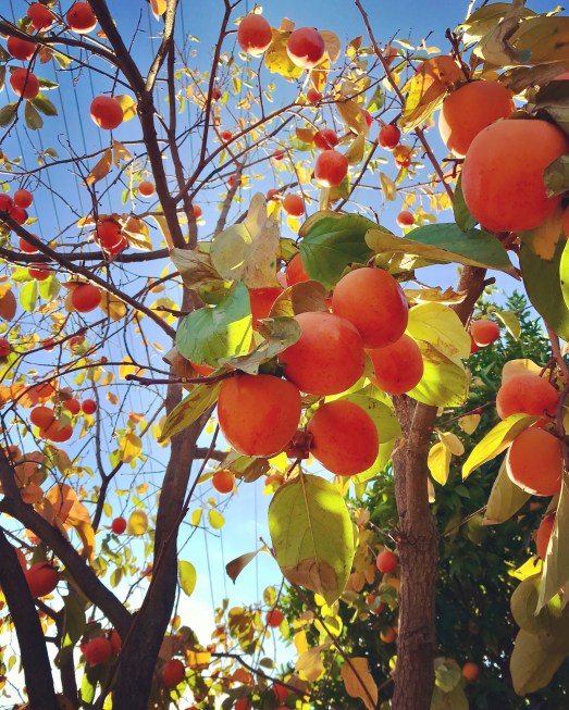 persimmons.jpg